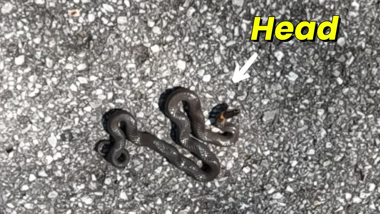 Can You Identify This Snake?