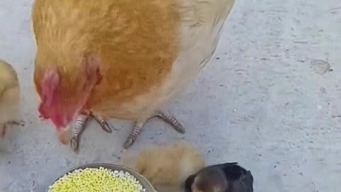 The mother hen pecks the rice to the ground for the chicks to eat.
