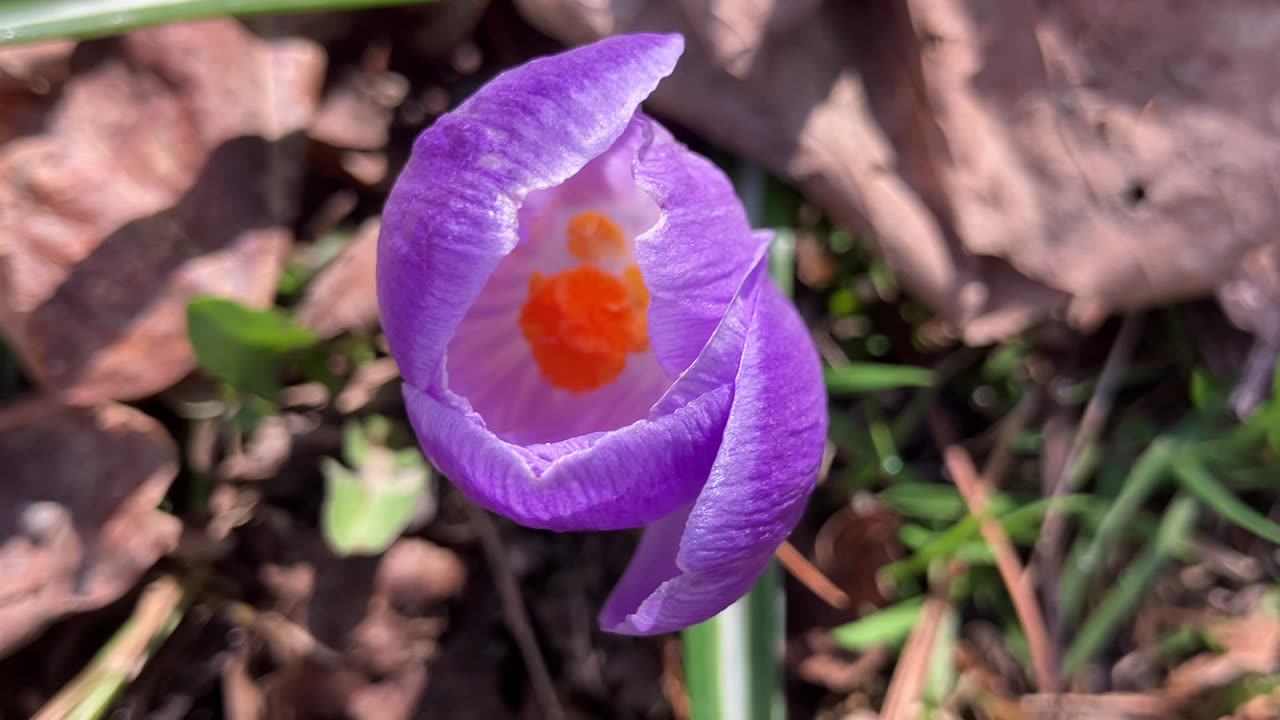 The Crocuses Have Arrived