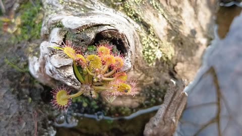 Round-leaved sundew