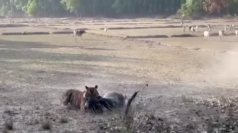 Big Male Tiger Hunting