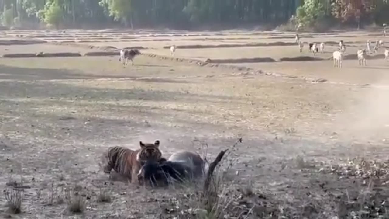 Big Male Tiger Hunting