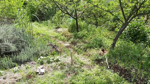 Livity Living Food and Herbal forest
