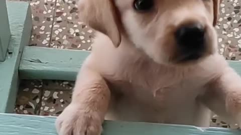 puppy sound🐶Labrador puppy barking sound🔊lab puppy funny shorts #shorts #dog #dogs #puppy #ytshorts