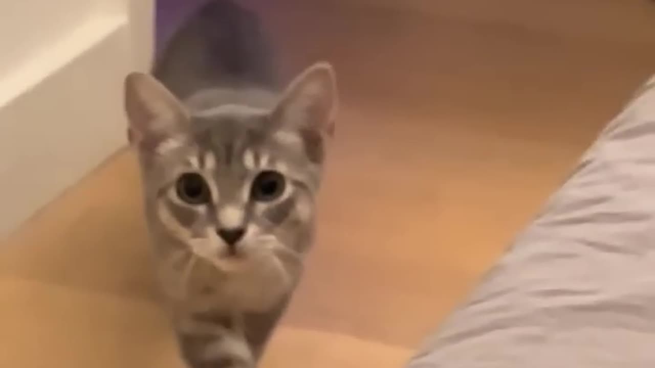 A Model Cat