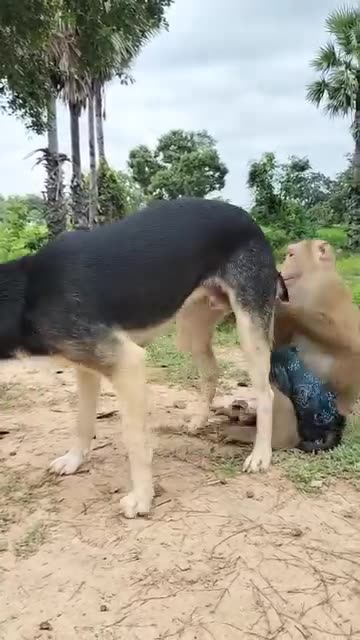 Monkey Vs Dog