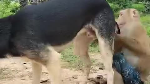 Monkey Vs Dog