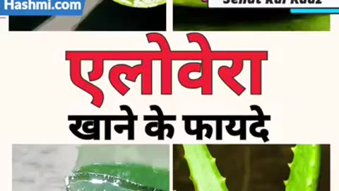 Aloe Vera Benefits in Hindi