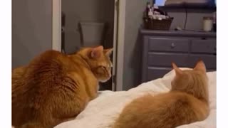 😂🐾 She's Clearly Not Into Him! | FunFM
