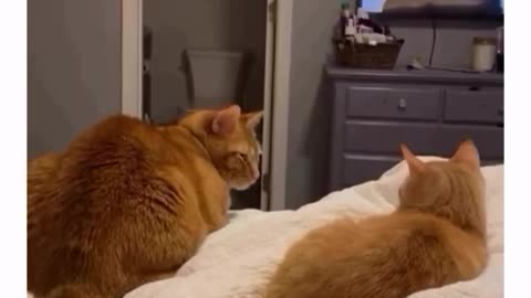 😂🐾 She's Clearly Not Into Him! | FunFM