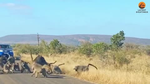 😂🦍 Wild Attempt to Attack a Pack of Baboons | FunFM