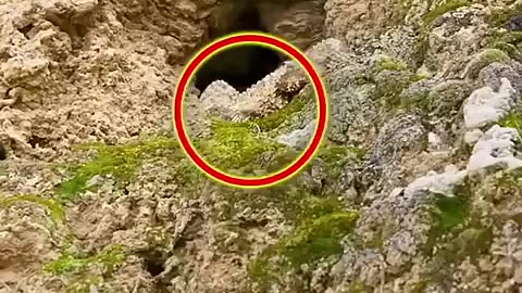 Spider-tailed horned viper