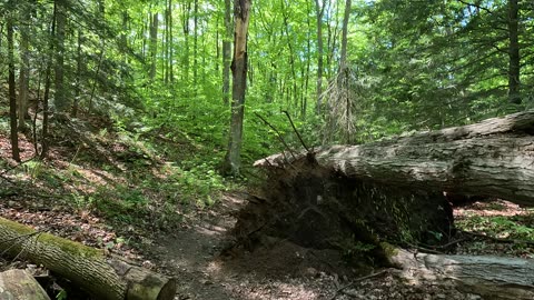 Very scenic forest path. Slow walk. UHD. Up to 4K.