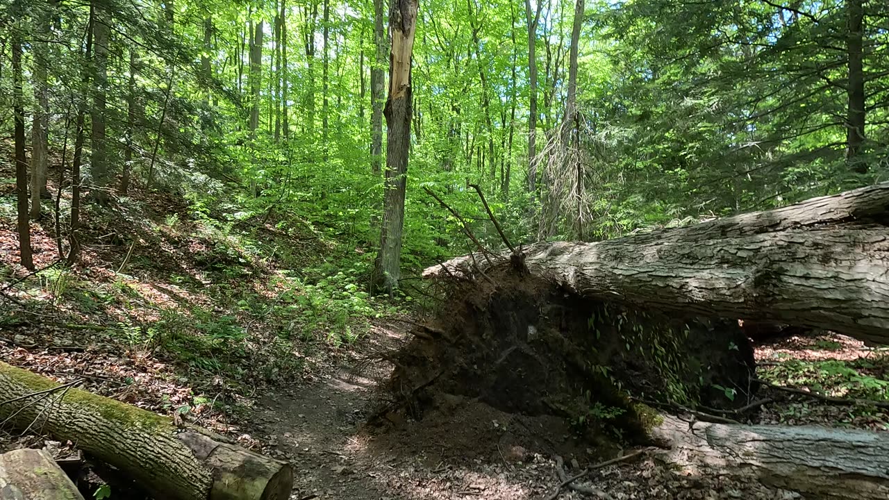 Very scenic forest path. Slow walk. UHD. Up to 4K.