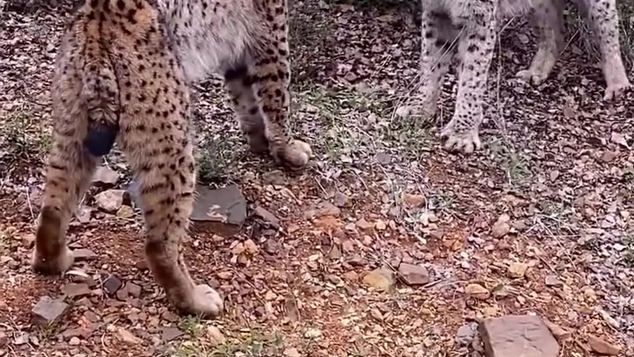 "🐆😾 Intense Bobcat Showdown – Aggressive Face-Off! 🔥👀"