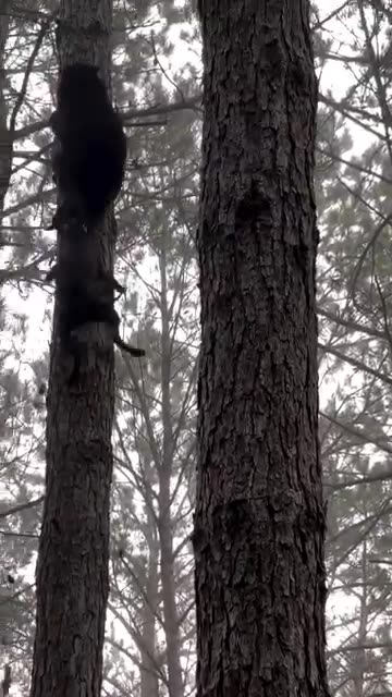 The dog bites the poor bear cub.