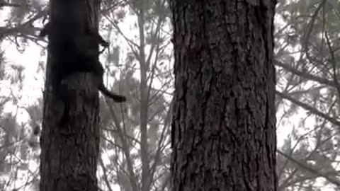 The dog bites the poor bear cub.