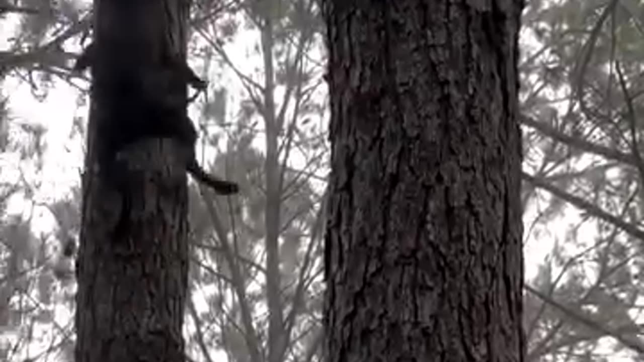 The dog bites the poor bear cub.