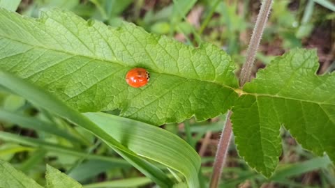 Asian Lady Beetle