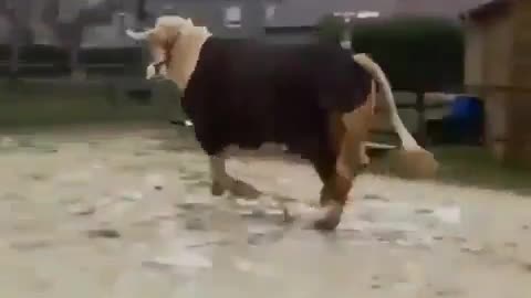 I Can Do It Too