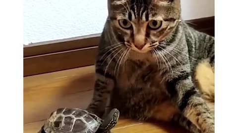 Cute Cat Video // Cute animals video // short video cute animals 😍