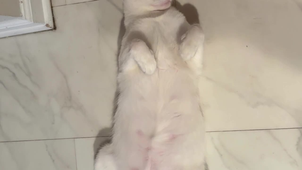 Our cat Ringo