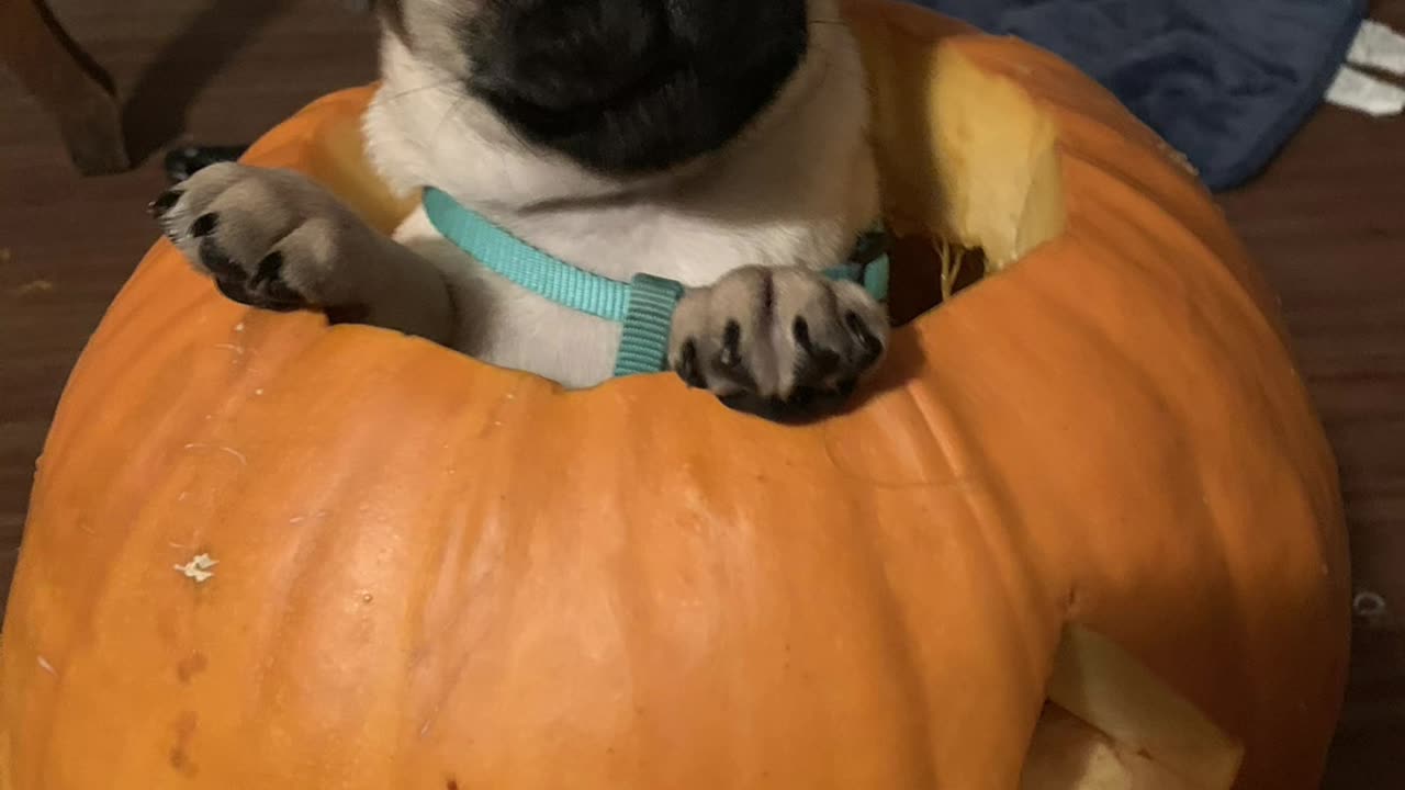 Halloween Fun