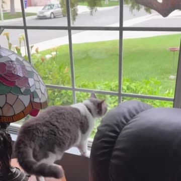 Barking at the mailman