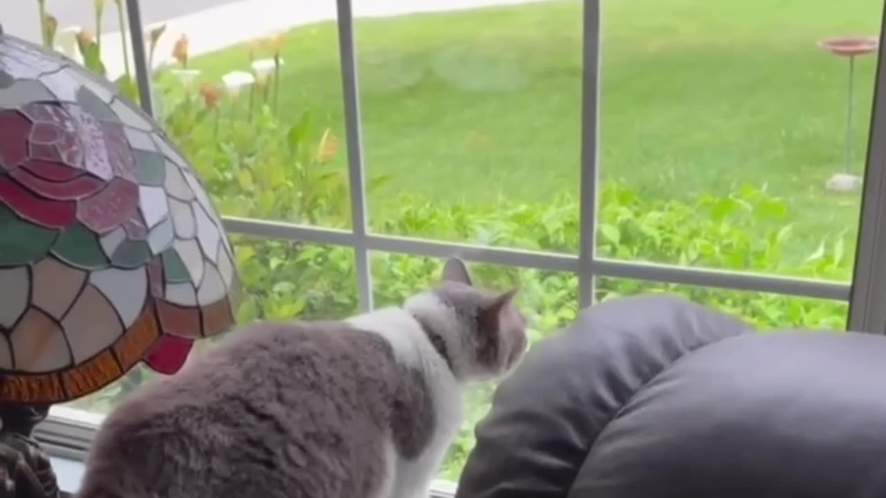 Barking at the mailman