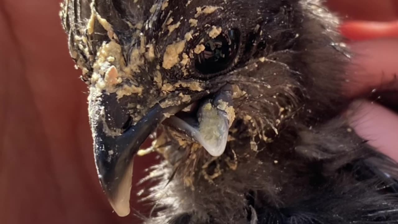 Ever seen a cross beak chick? It’s more common than you think—and they can still thrive with care.