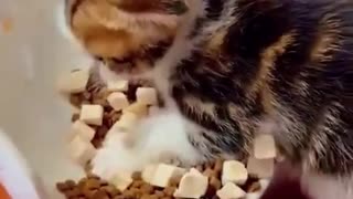 Funny Cute Cats