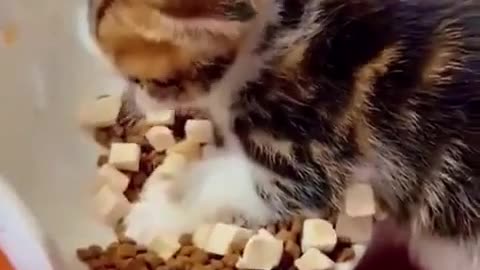 Funny Cute Cats