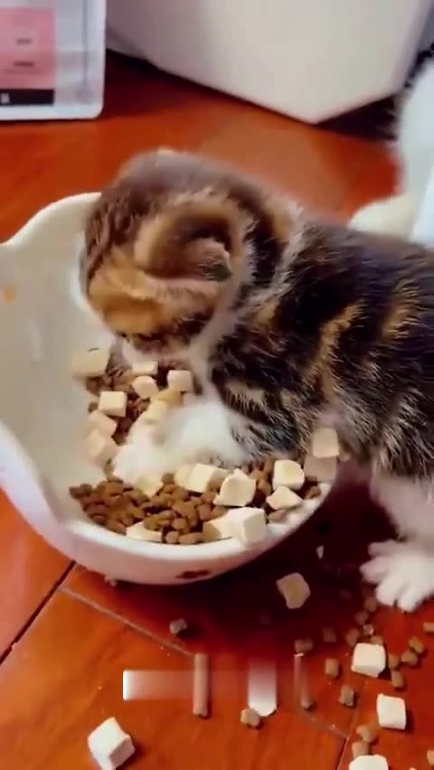 Funny Cute Cats