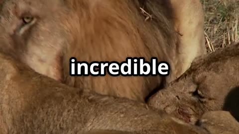 “Why Lions Rule the Wild: The True Kings of the Jungle”