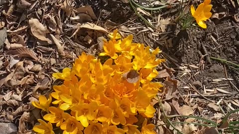 Spring Crocus Tour