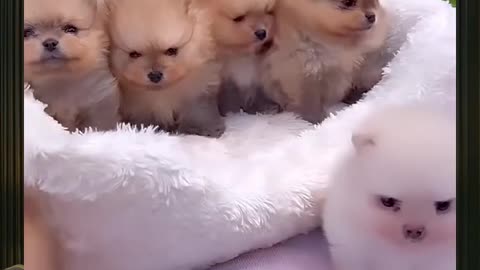 Cute Animal of the Day: Adorable Baby Animals and Their Funniest Moments!