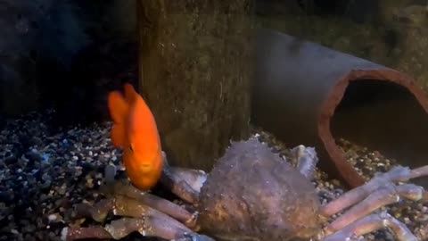 Garibaldi Fish at Living Coast Discovery Center in San Diego