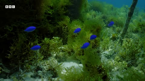 ‎How Does Japan Harvest Its Rarest Seaweed | 4K UHD | Wild Japan | BBC Earth