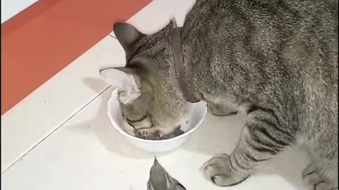 Cat Rico and Sparrow