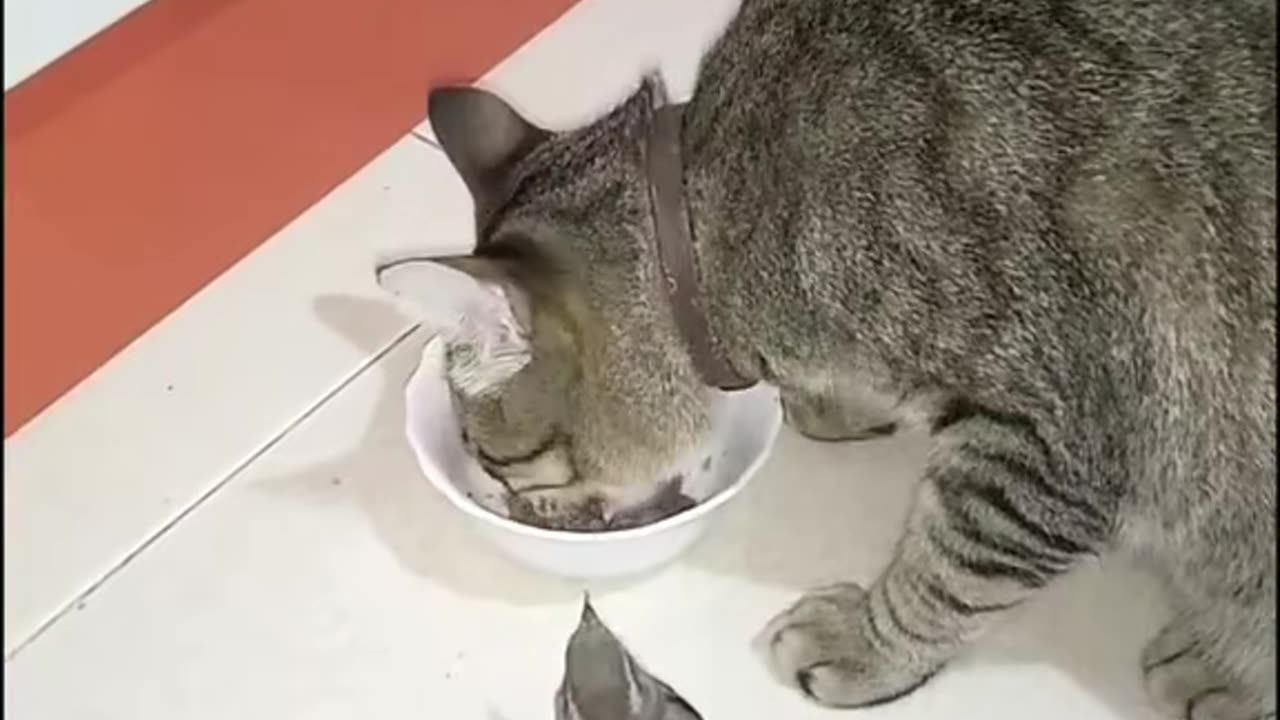 Cat Rico and Sparrow