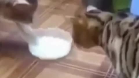 Ultimate Animal Chaos! (Hilarious Fails & Unexpected Moments)