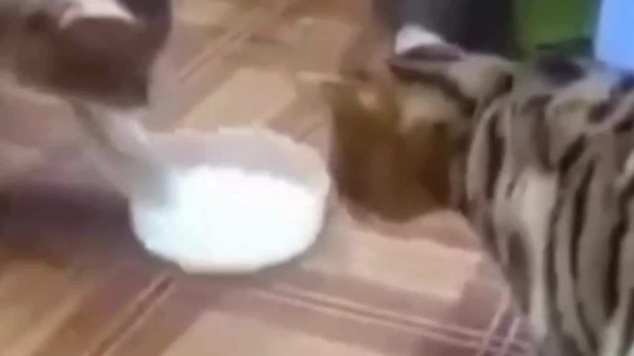 Ultimate Animal Chaos! (Hilarious Fails & Unexpected Moments)