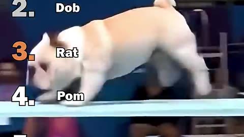 Best Dogs Olympic Diving Moments