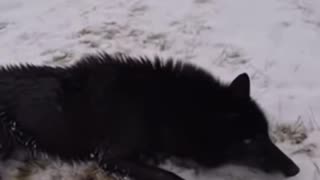 First part of a cool Black Wolf Rescue