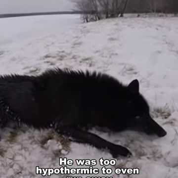 First part of a cool Black Wolf Rescue