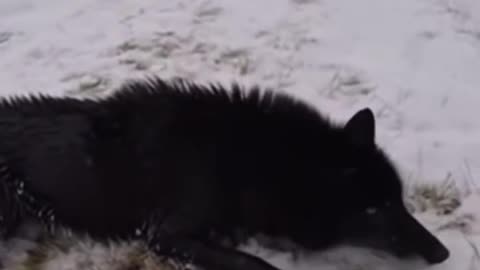 First part of a cool Black Wolf Rescue