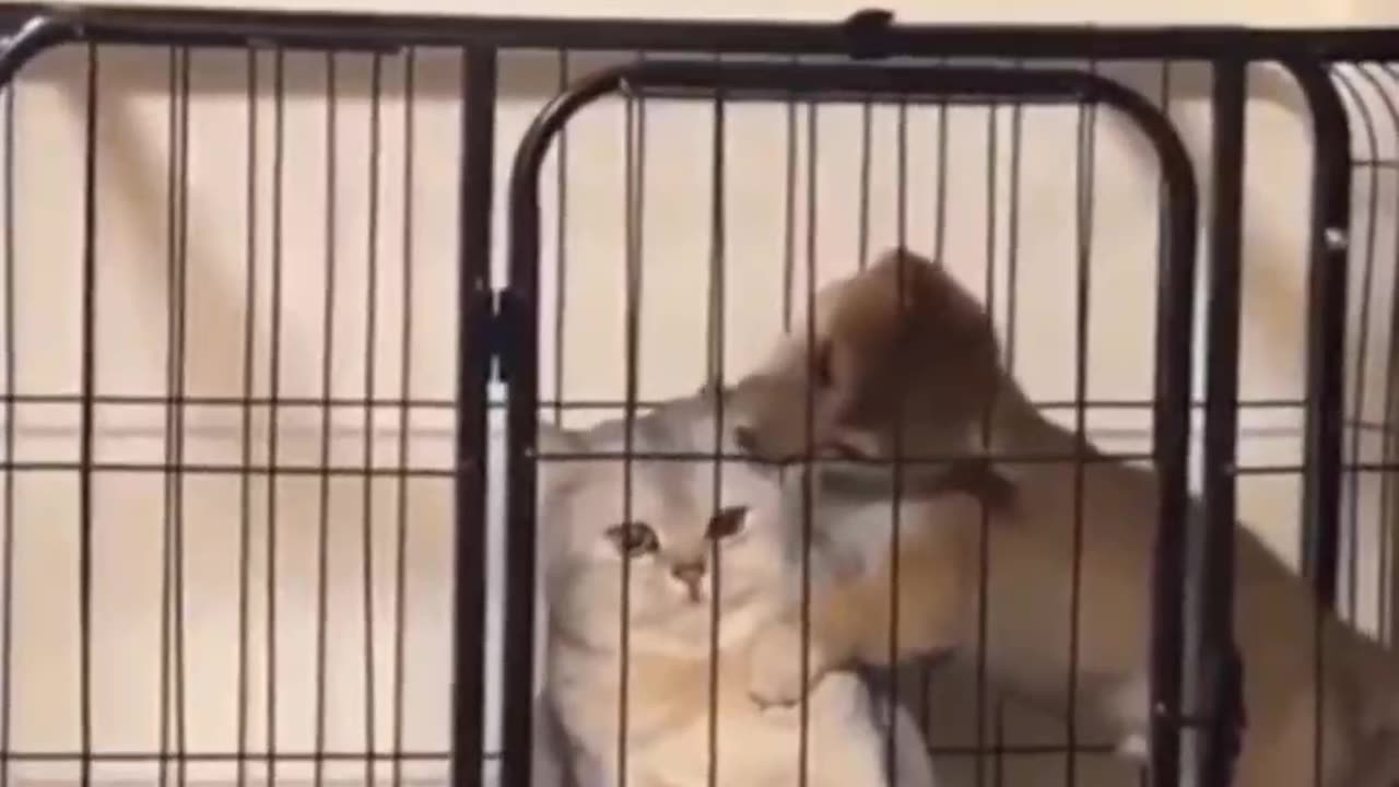 Heartwarming Cats | Cuteness Overload Guaranteed 🐾💕