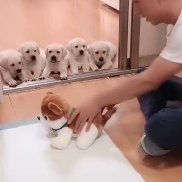 "Dogs Being Hilarious – Ultimate Funny Dog Compilation!"