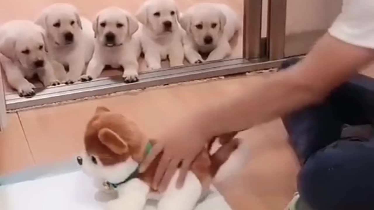 "Dogs Being Hilarious – Ultimate Funny Dog Compilation!"