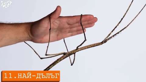 30 Creeping FACTS about INSECTS